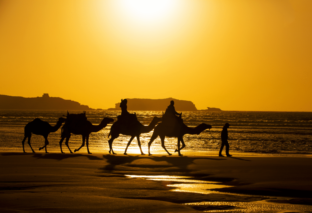 a groupe of toriset riding camel on the beach of morocco a groupe of toriset riding camel on the beach of morocco